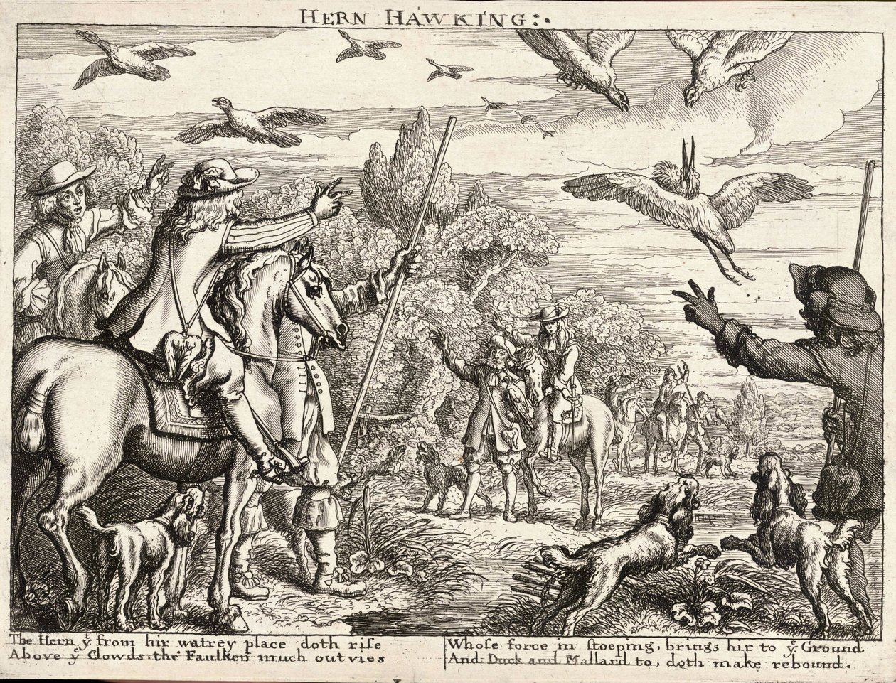 Heron Hawking by Wenceslaus Hollar