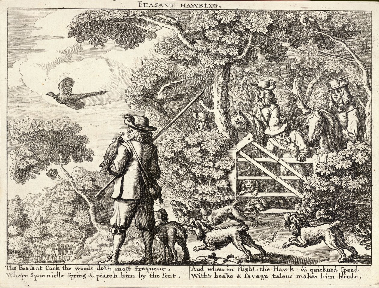 Pheasant Hawking by Wenceslaus Hollar