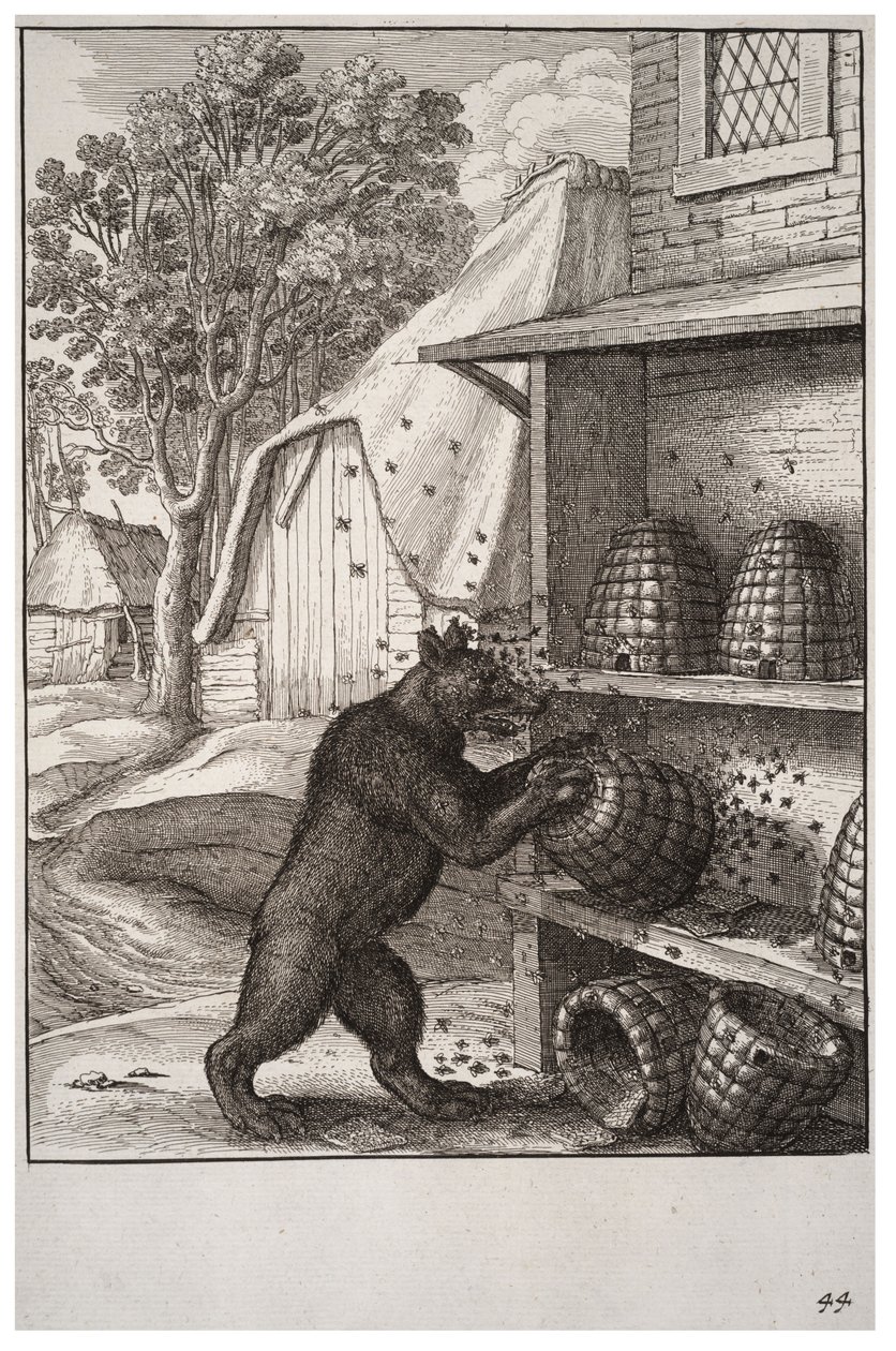 The Bear and the Honey by Wenceslaus Hollar