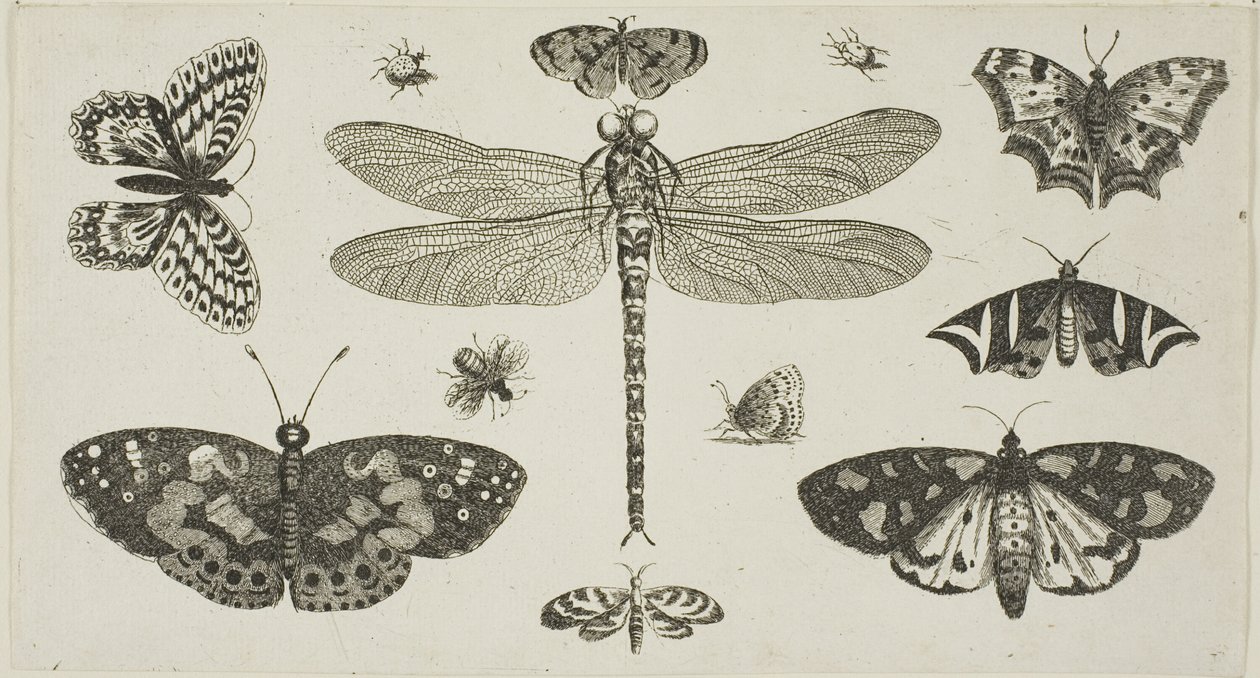 A Dragonfly, Ladybirds, and Butterflies, from Diversae Insectorum...Figurae by Wenceslaus Hollar