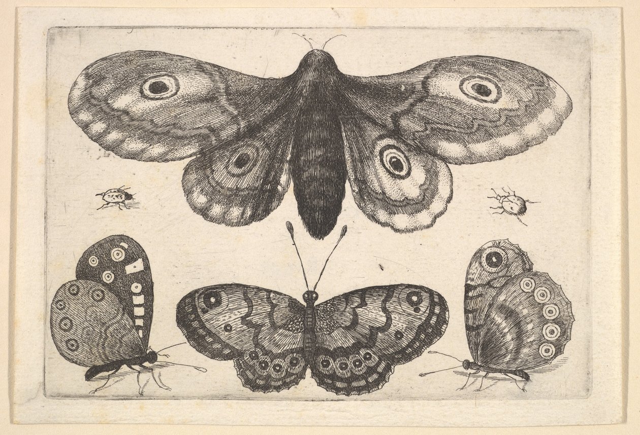 A Moth, Three Butterflies and Two Beetles by Wenceslaus Hollar