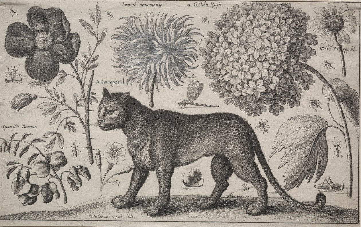 Animals and Plants: Leopard with Plants and Insects by Wenceslaus Hollar