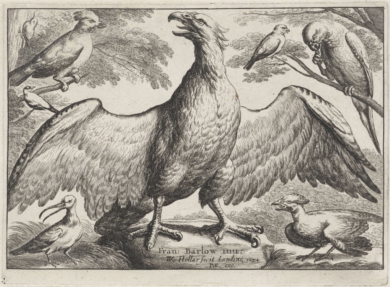Eagle (Various Birds) by Wenceslaus Hollar