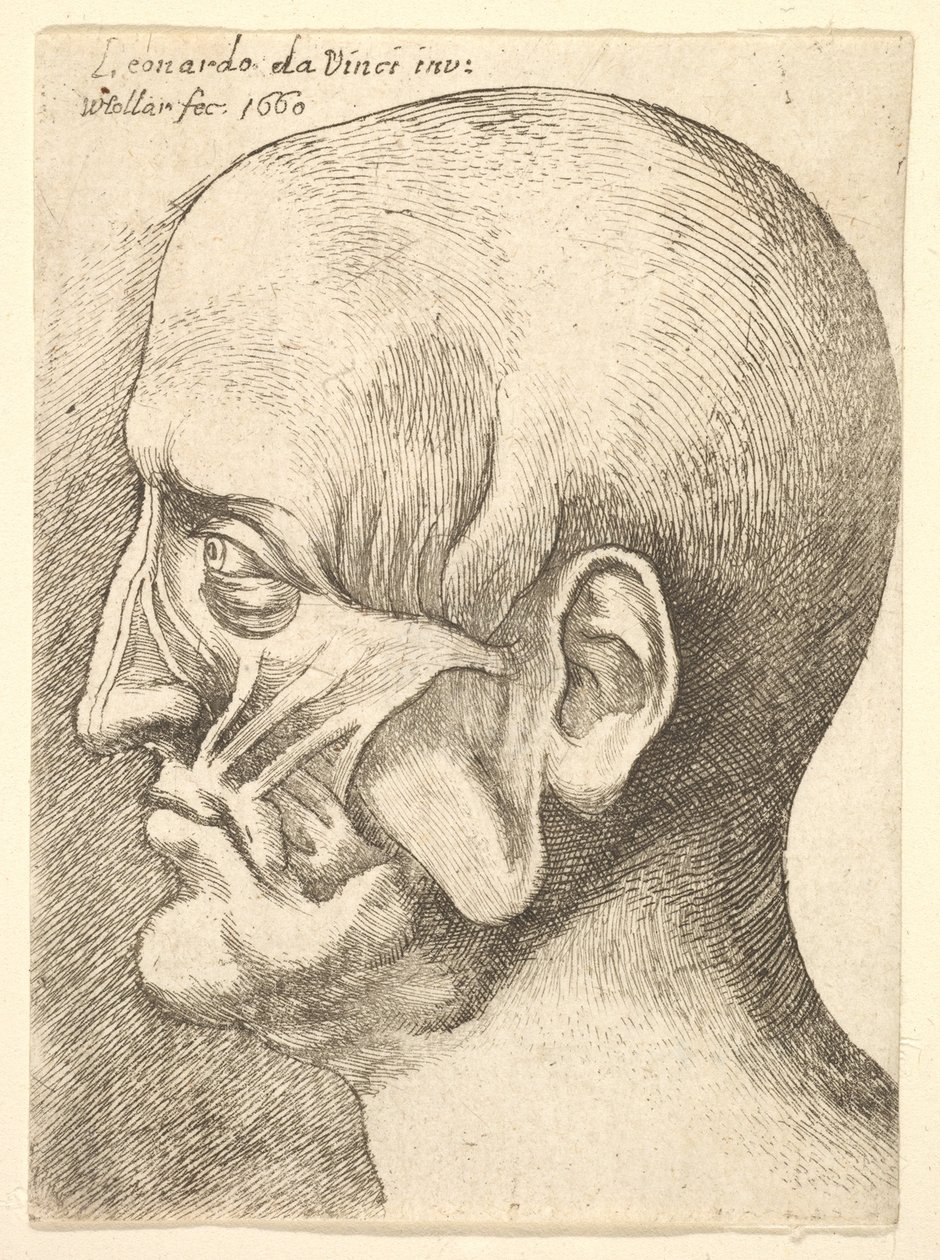 Ecorche head of a man in profile to left by Wenceslaus Hollar