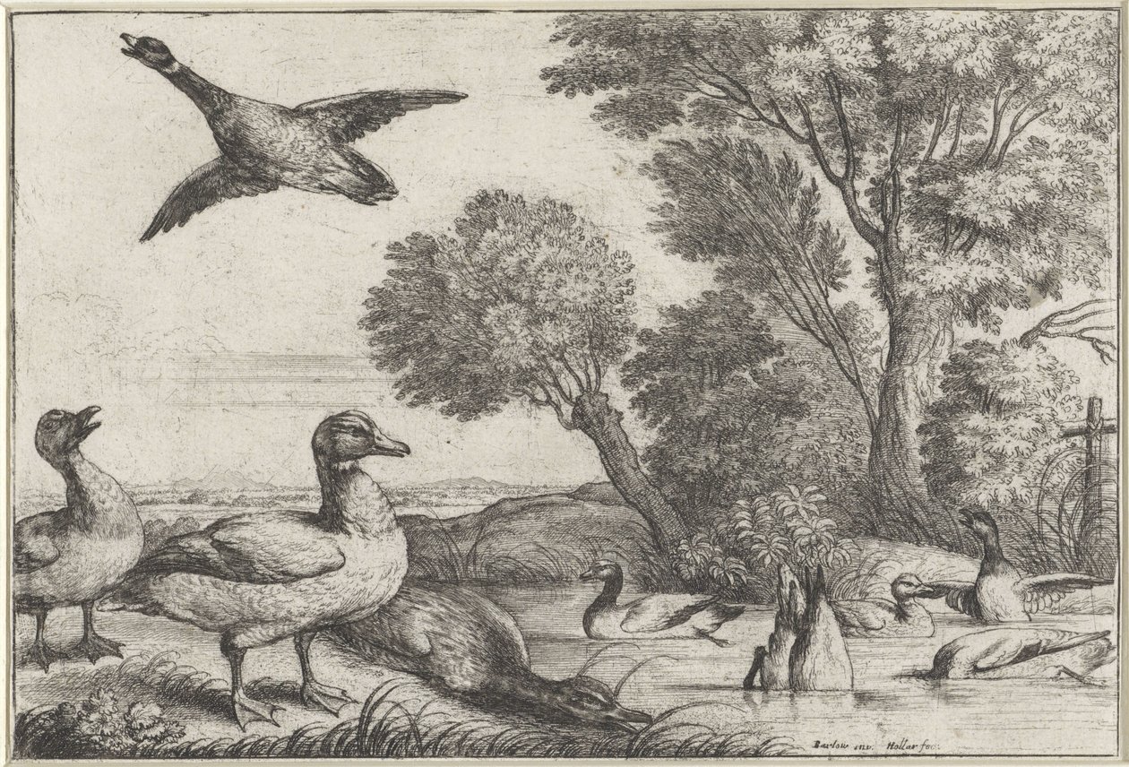 Ducks (Diversae avium species series) (Various Birds series) by Wenceslaus Hollar