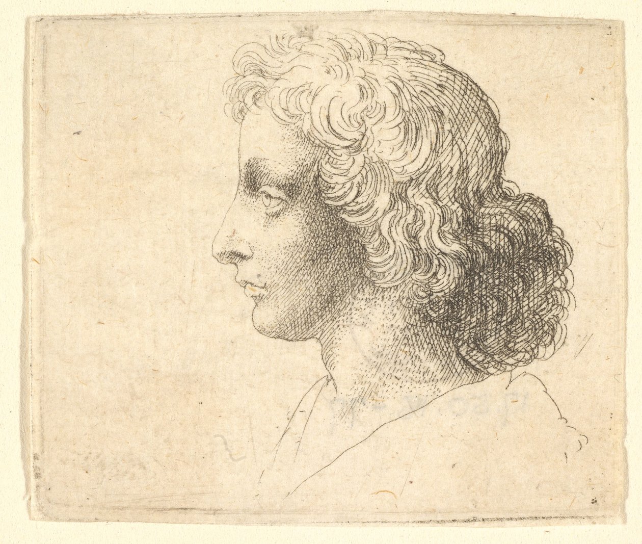 Head of Young Man with Long Hair in Profile to the Left, 1644-52 by Wenceslaus Hollar