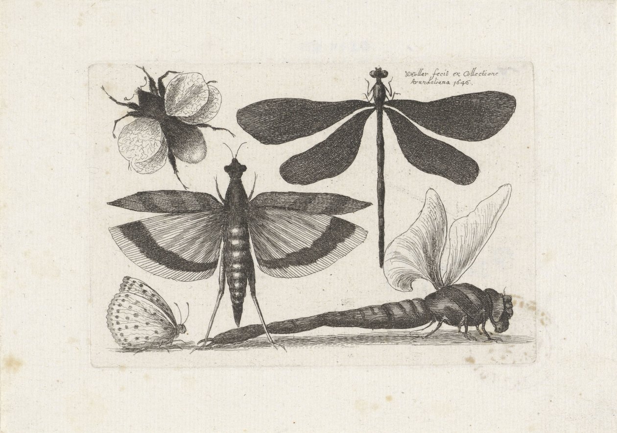 Dragonflies, Butterfly, and a Bumblebee by Wenceslaus Hollar