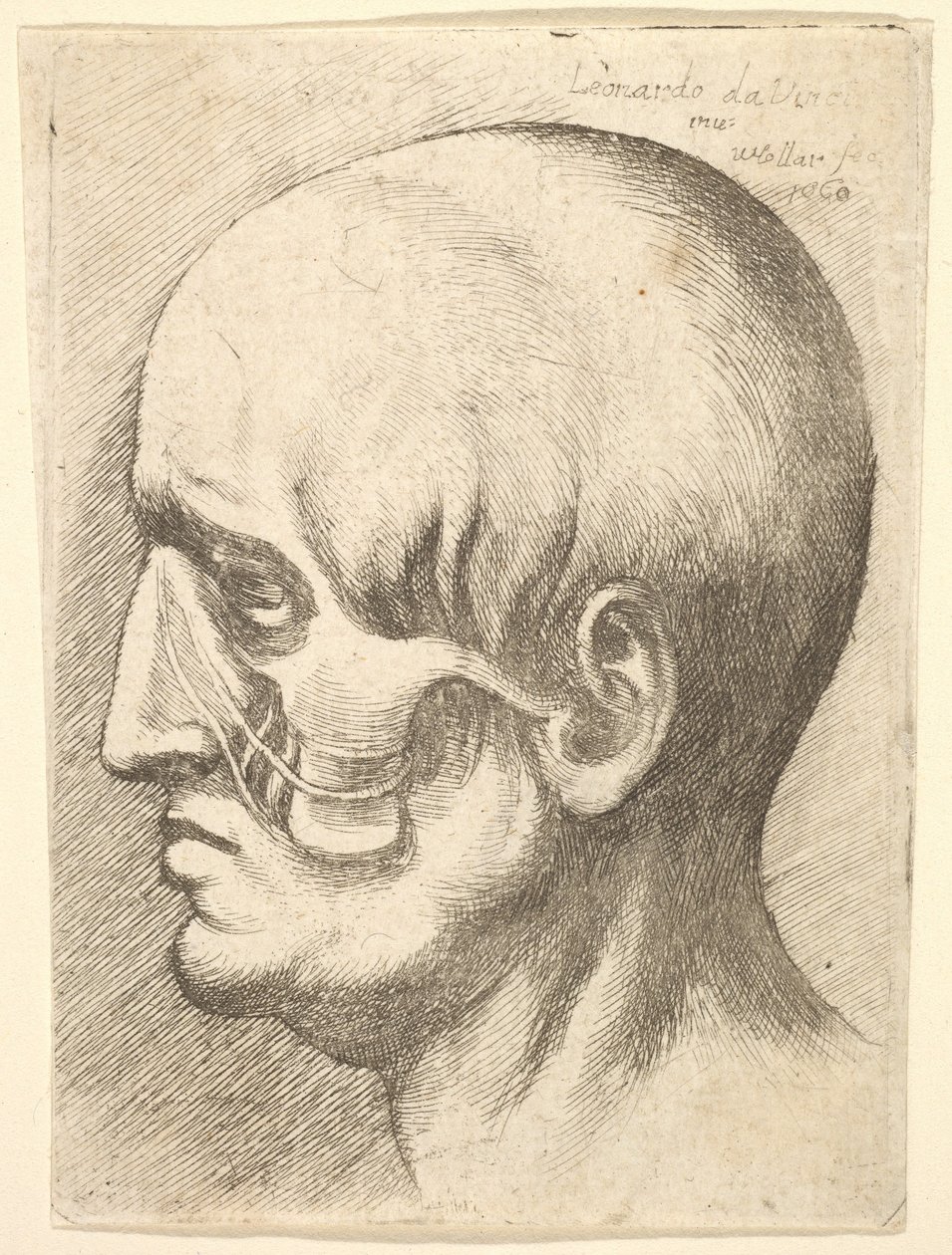 Male head in profile to left with muscles exposed, 1660 by Wenceslaus Hollar