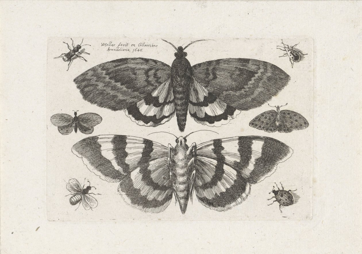 Moths and Small Insects by Wenceslaus Hollar