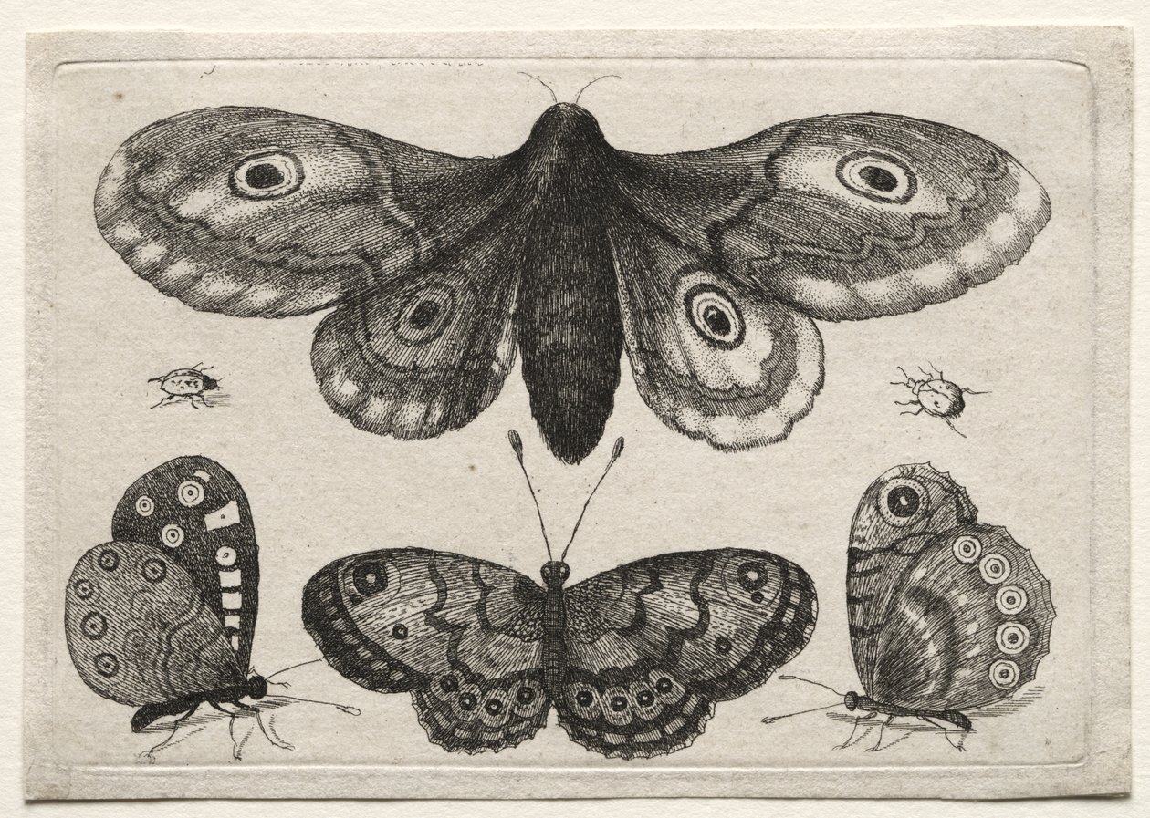 Various Figures and Forms of Flies, Beetles, and Worms: A Moth, Three Butterflies, and Two Beetles by Wenceslaus Hollar