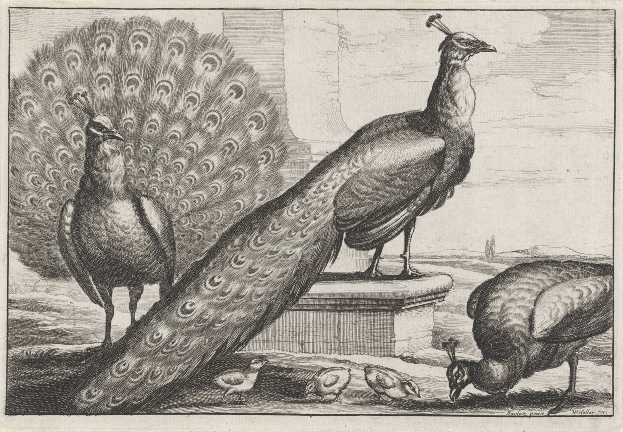 Peacocks (series title: Various Species of Birds) by Wenceslaus Hollar