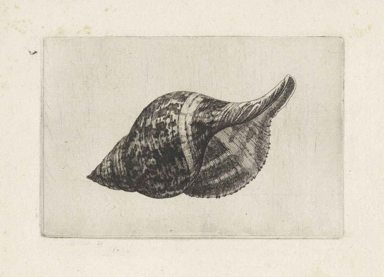 Shell, Fasciolaria Tulipa by Wenceslaus Hollar