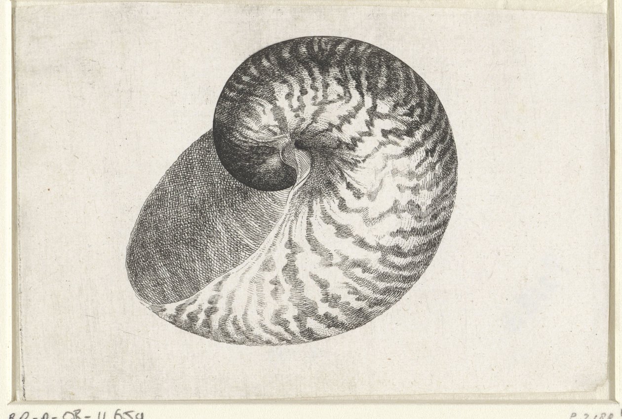 Shell, Nautilus Pompilius by Wenceslaus Hollar