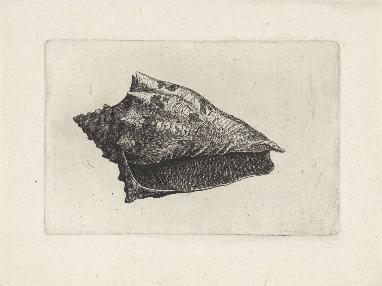 Shell, Voluta Ebraea by Wenceslaus Hollar