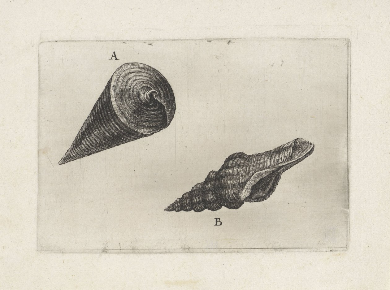 Shells, Telescopium Telescopium (A) and Fusinus Laticostatus (B) (Shells) by Wenceslaus Hollar
