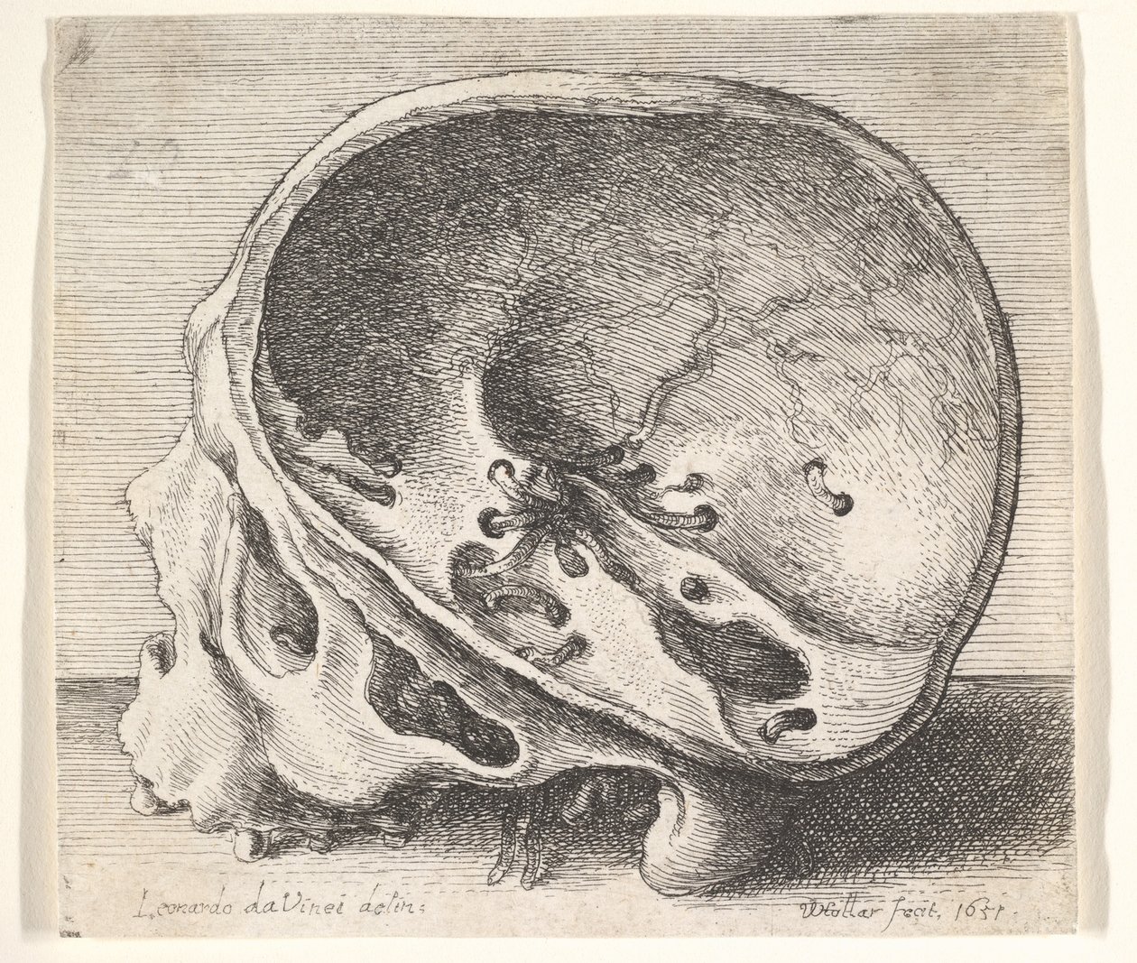 Sectioned Skull in Profile to Left with the Left Side of the Cranium Removed by Wenceslaus Hollar