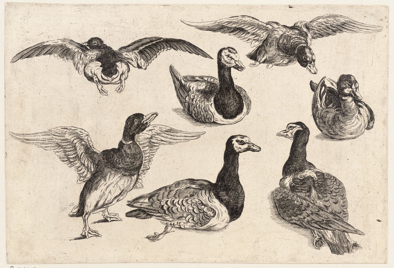 Seven ducks by Wenceslaus Hollar