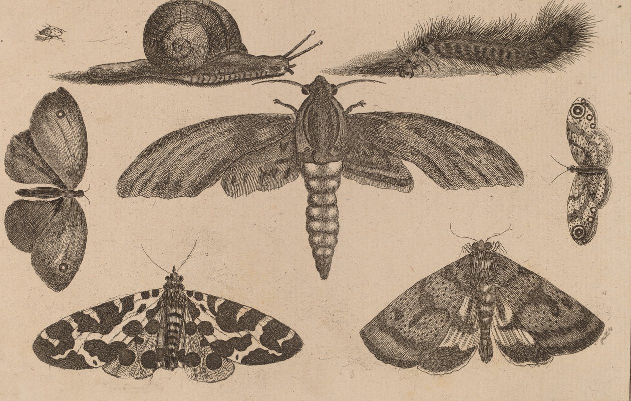 Six Insects, a Caterpillar, and a Snail by Wenceslaus Hollar