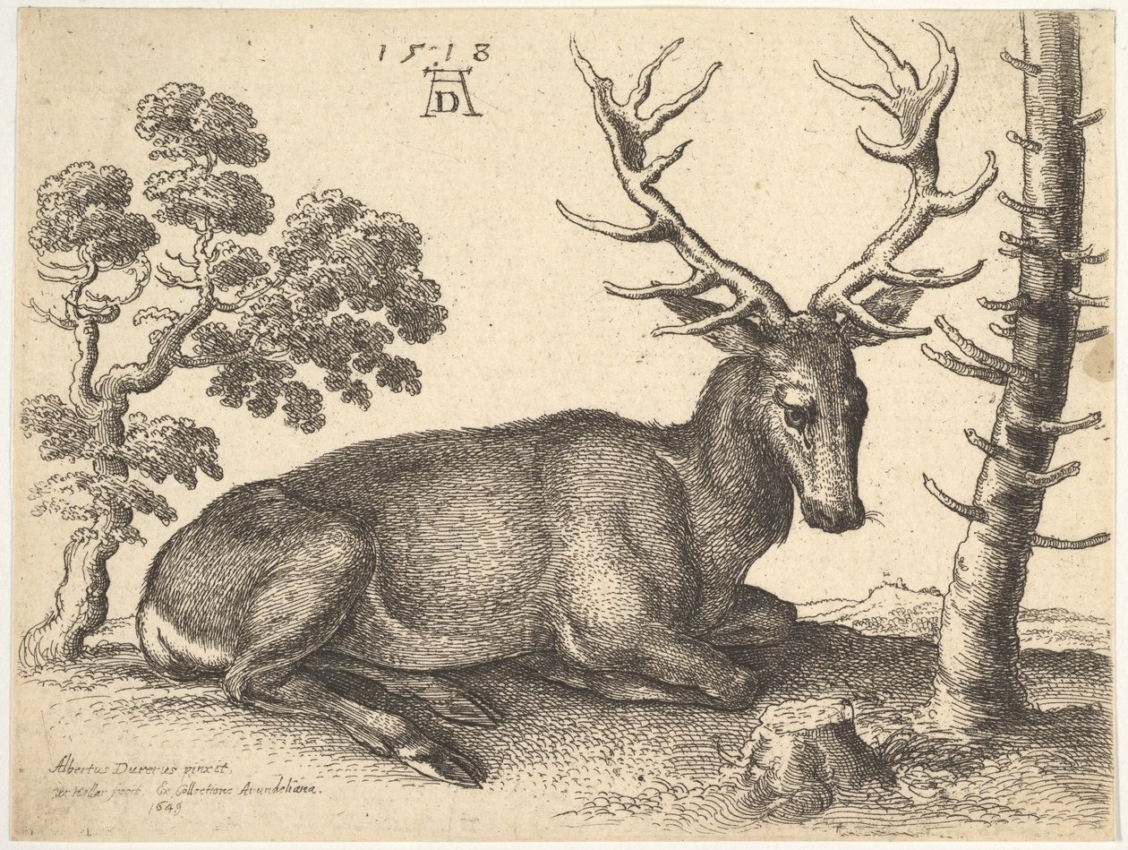 Stag lying to right by Wenceslaus Hollar