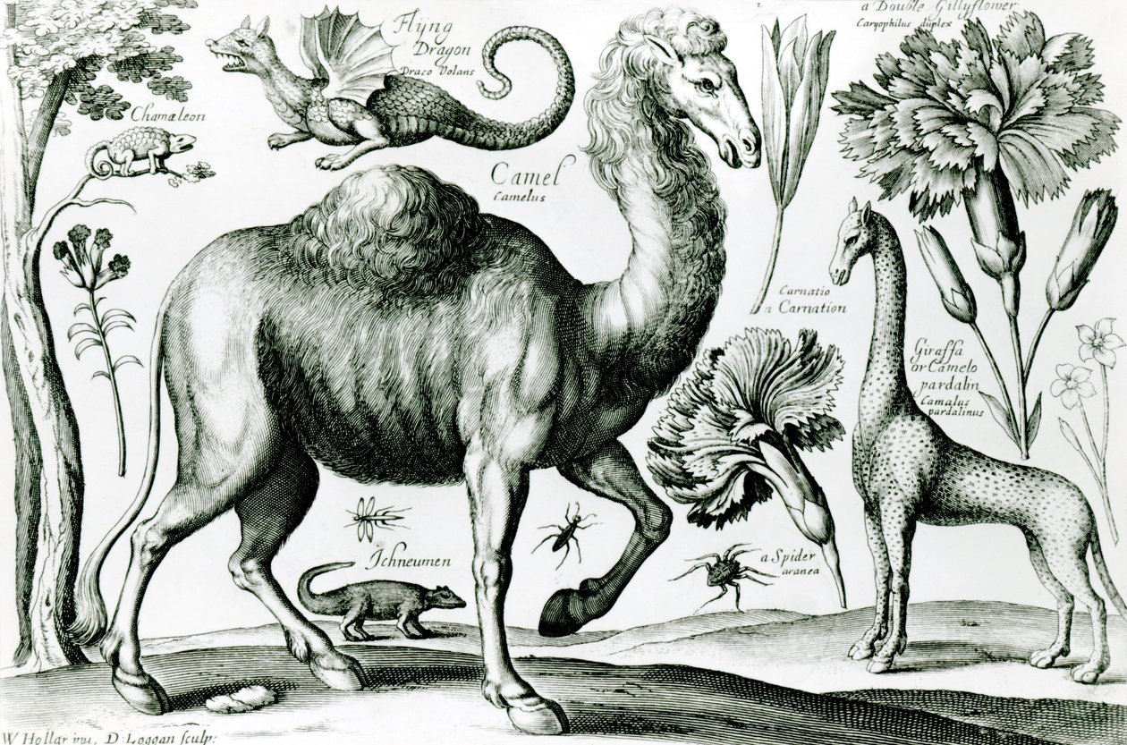 Study of Animals and Flowers, engraved by D. Loggan by Wenceslaus Hollar