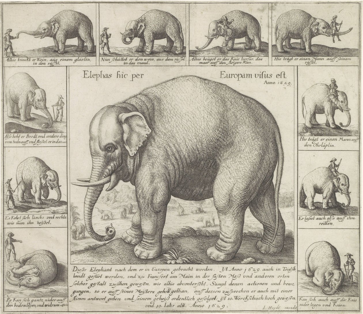 Tame Elephant by Wenceslaus Hollar