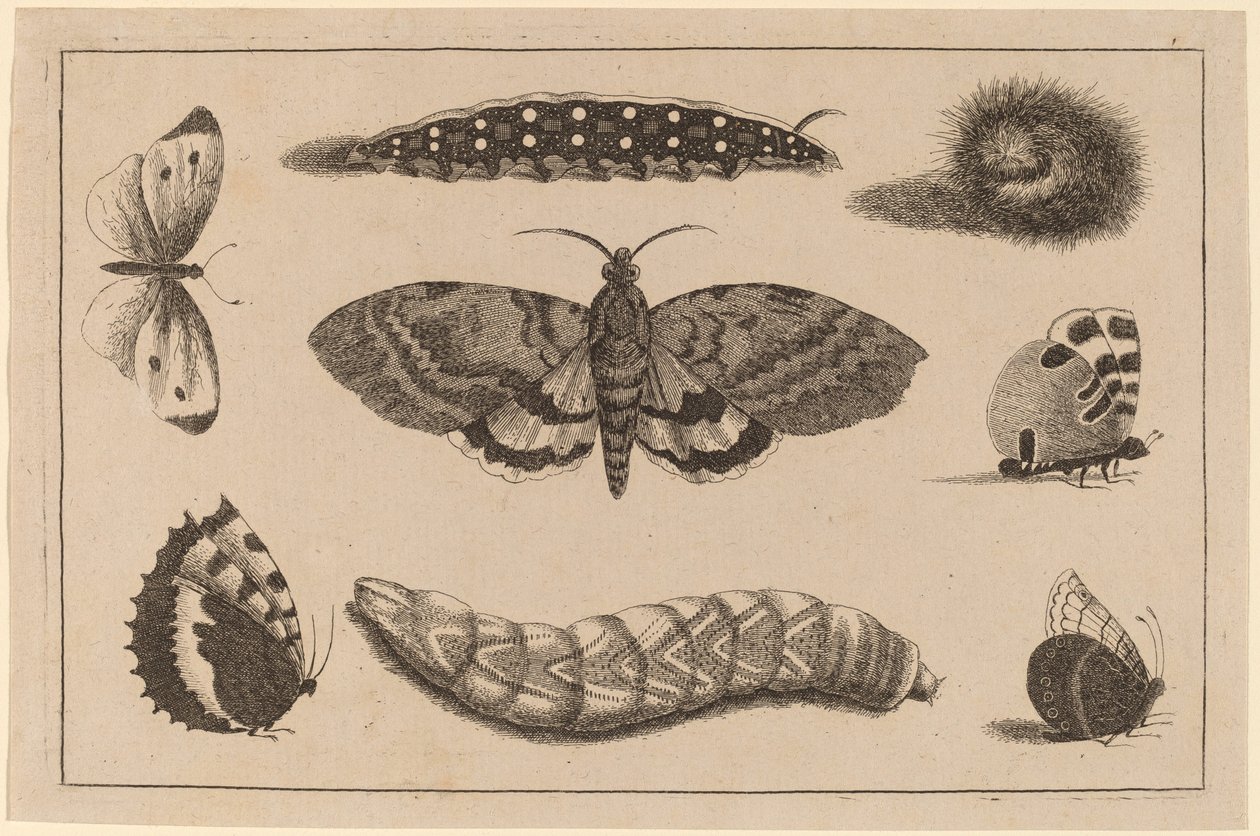 Three Caterpillars, a Moth, and Four Butterflies by Wenceslaus Hollar