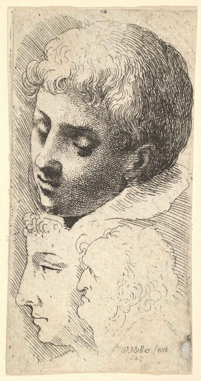 Three Heads by Wenceslaus Hollar