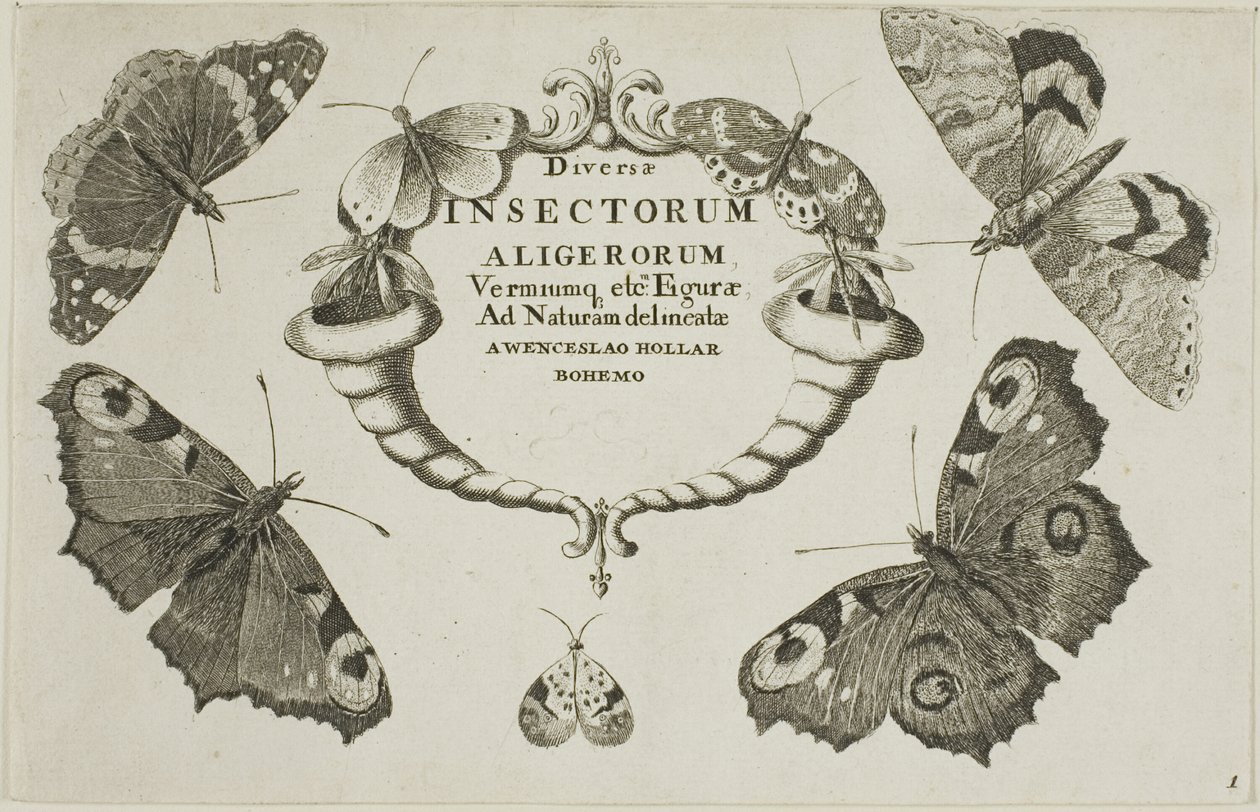 Title Page from Diversae Insectorum by Wenceslaus Hollar