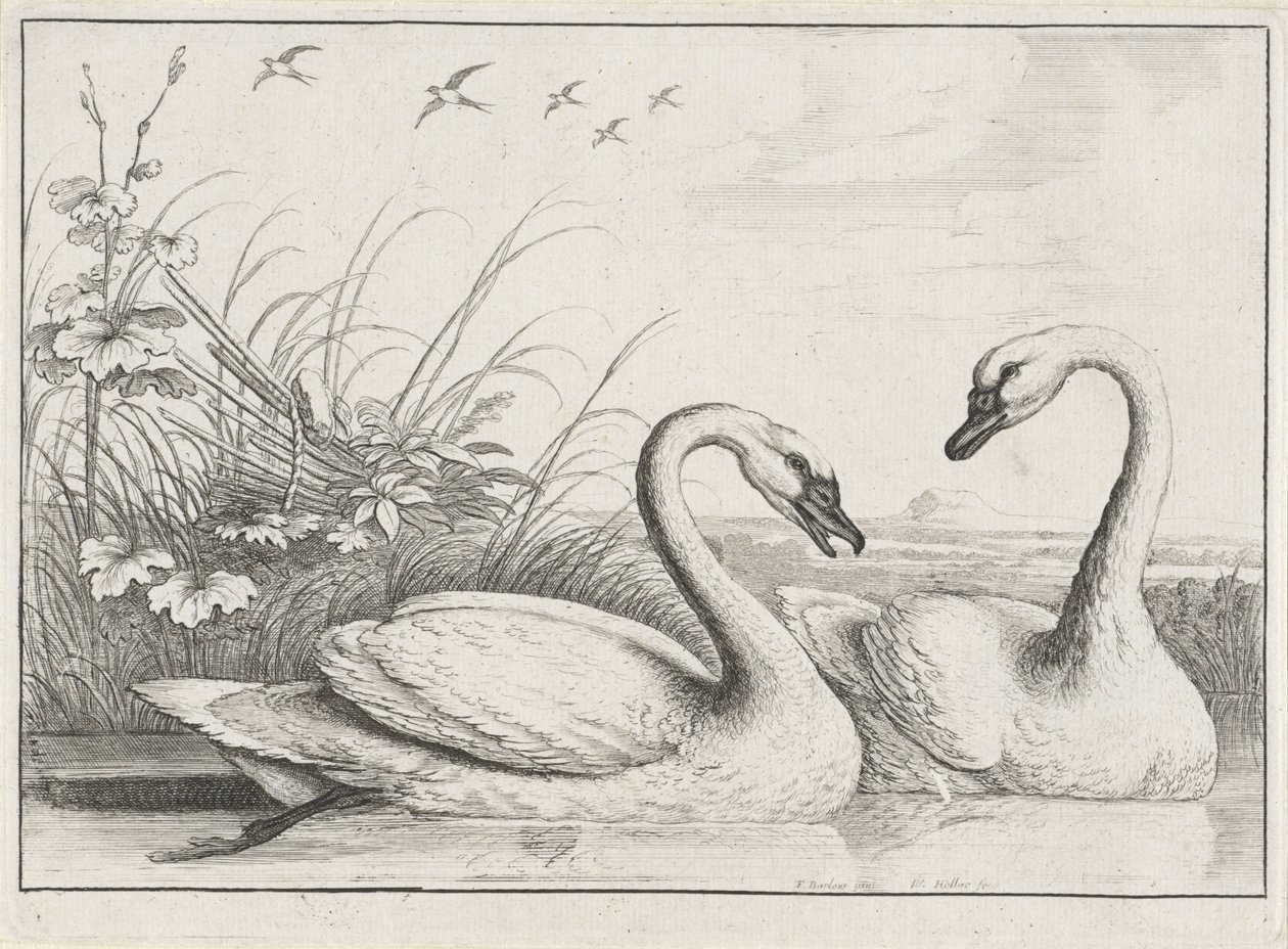Two Swans by Wenceslaus Hollar
