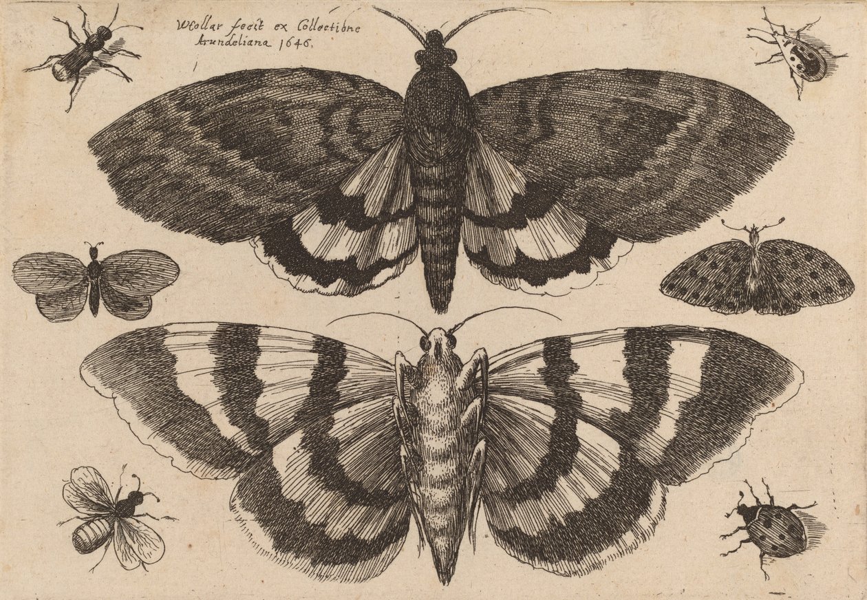Two Moths and Six Insects by Wenceslaus Hollar