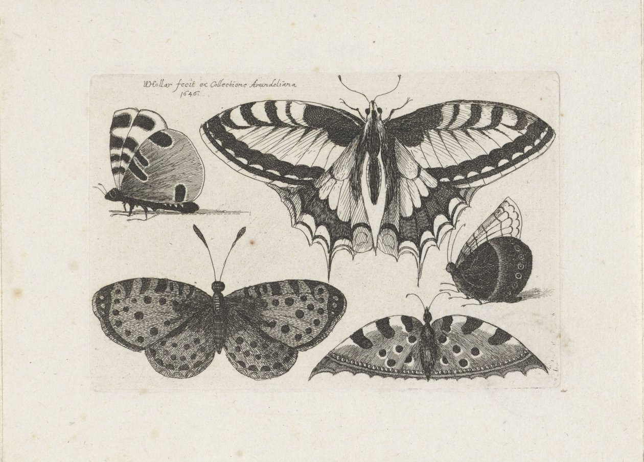 Five Butterflies by Wenceslaus Hollar