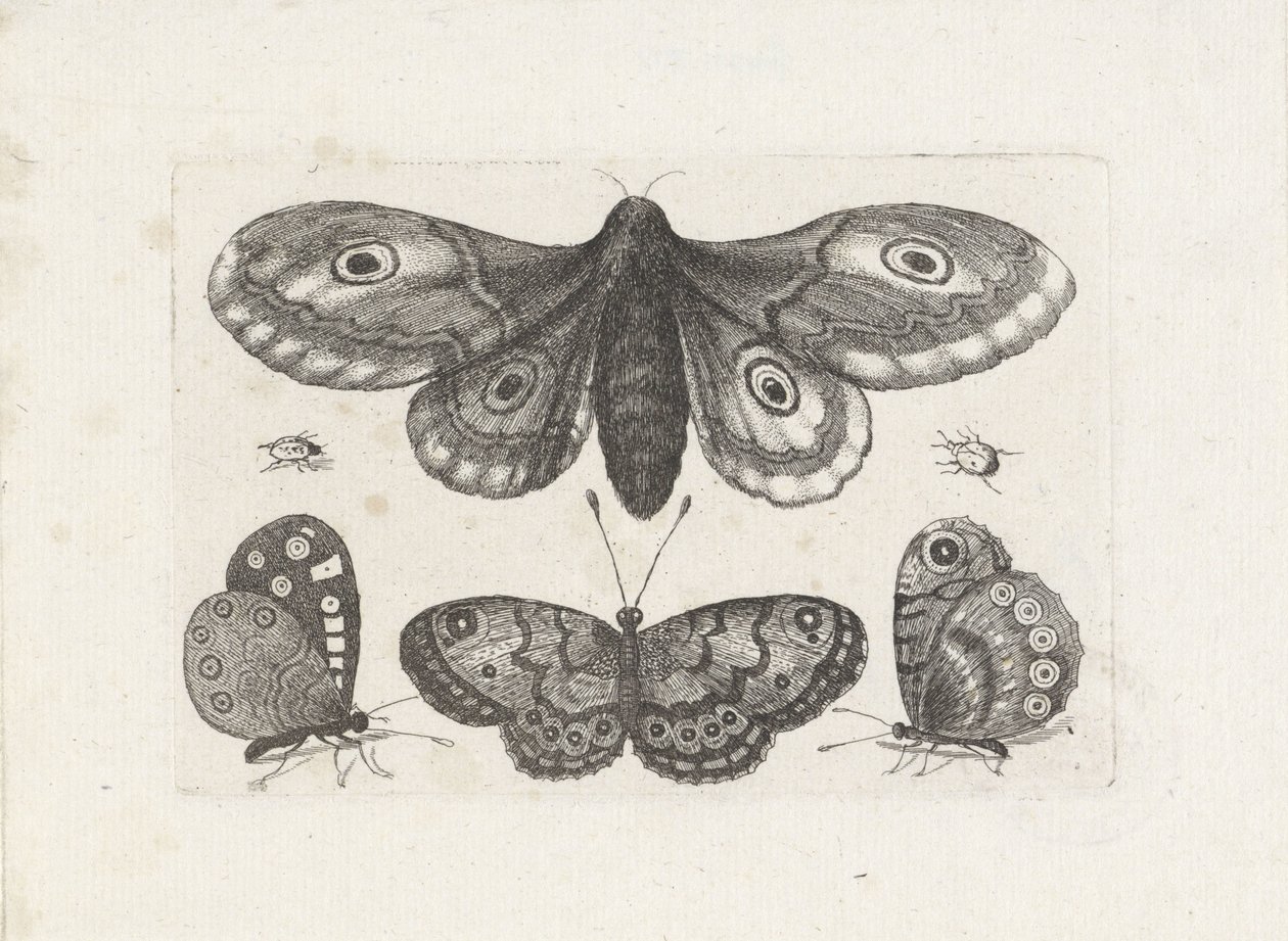 Butterflies, Beetles, and a Moth (Insects) by Wenceslaus Hollar