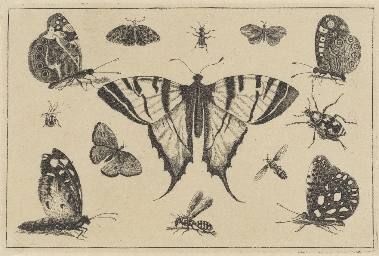Butterflies, Wasp, and Other Insects (Various Insects series) by Wenceslaus Hollar