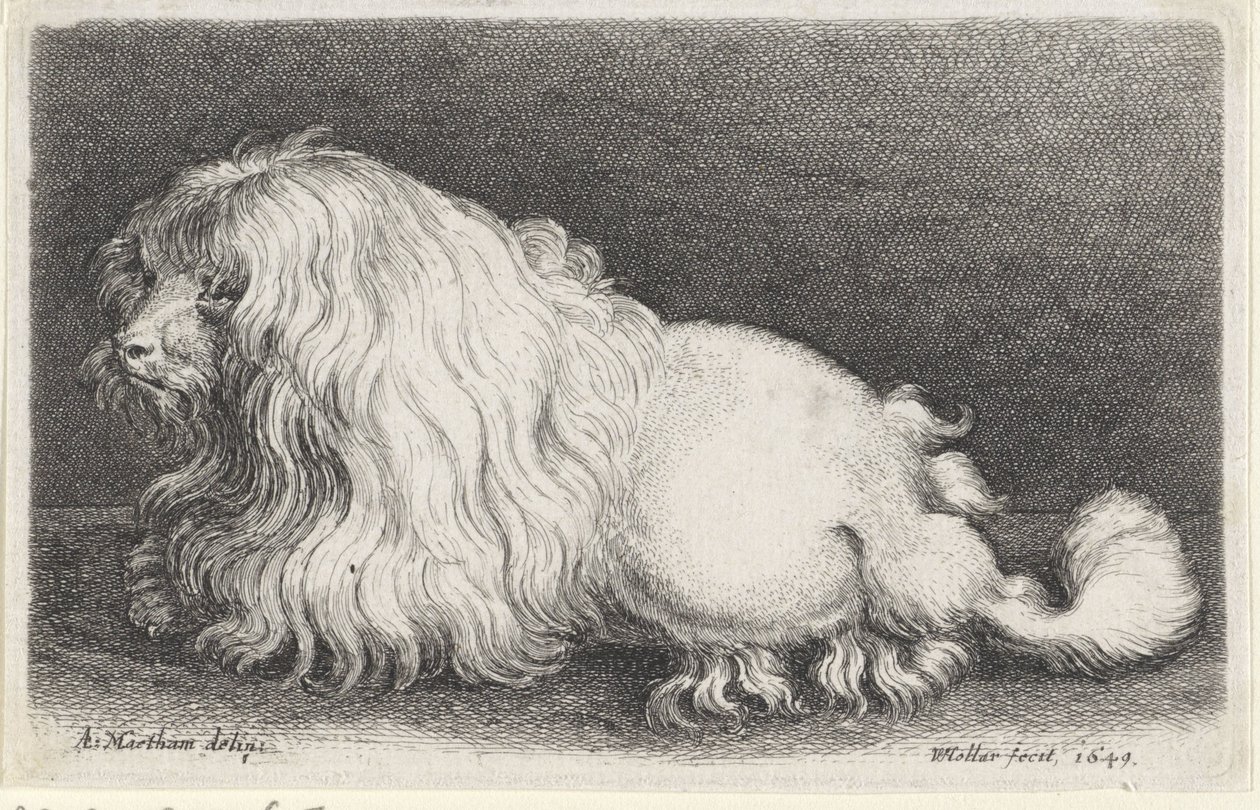 White Dog by Wenceslaus Hollar