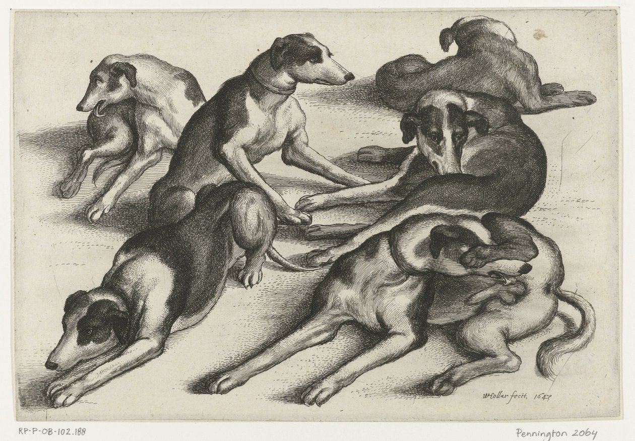 Six Lying Hunting Dogs by Wenceslaus Hollar