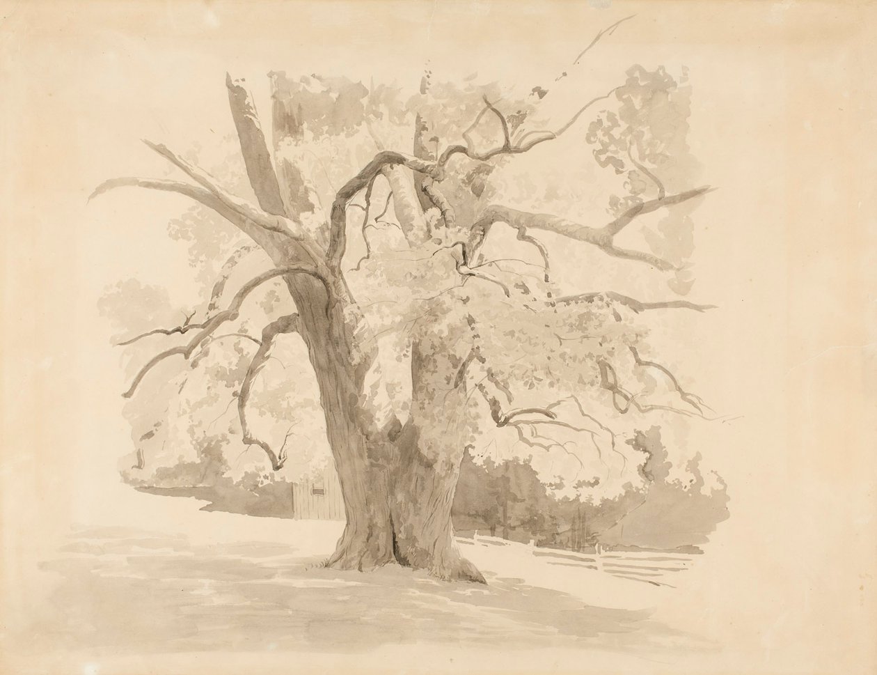 Base of an Old Deciduous Tree by Werner Holmberg