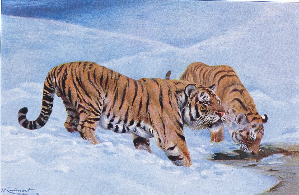Manchurian Tiger, from Wildlife of the World