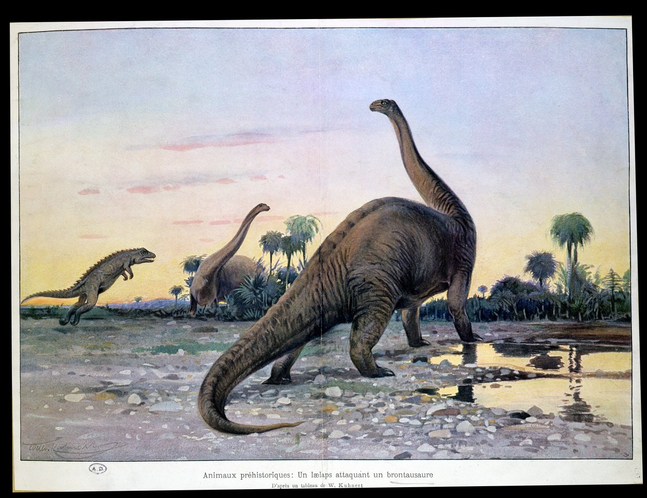 Prehistoric Animals: A Laelaps Attacking a Brontosaurus