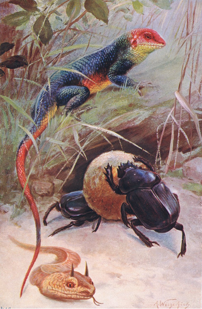 A Gama, Horned Viper and Sacred Beetle, illustration from Wildlife of the World by Wilhelm Kuhnert