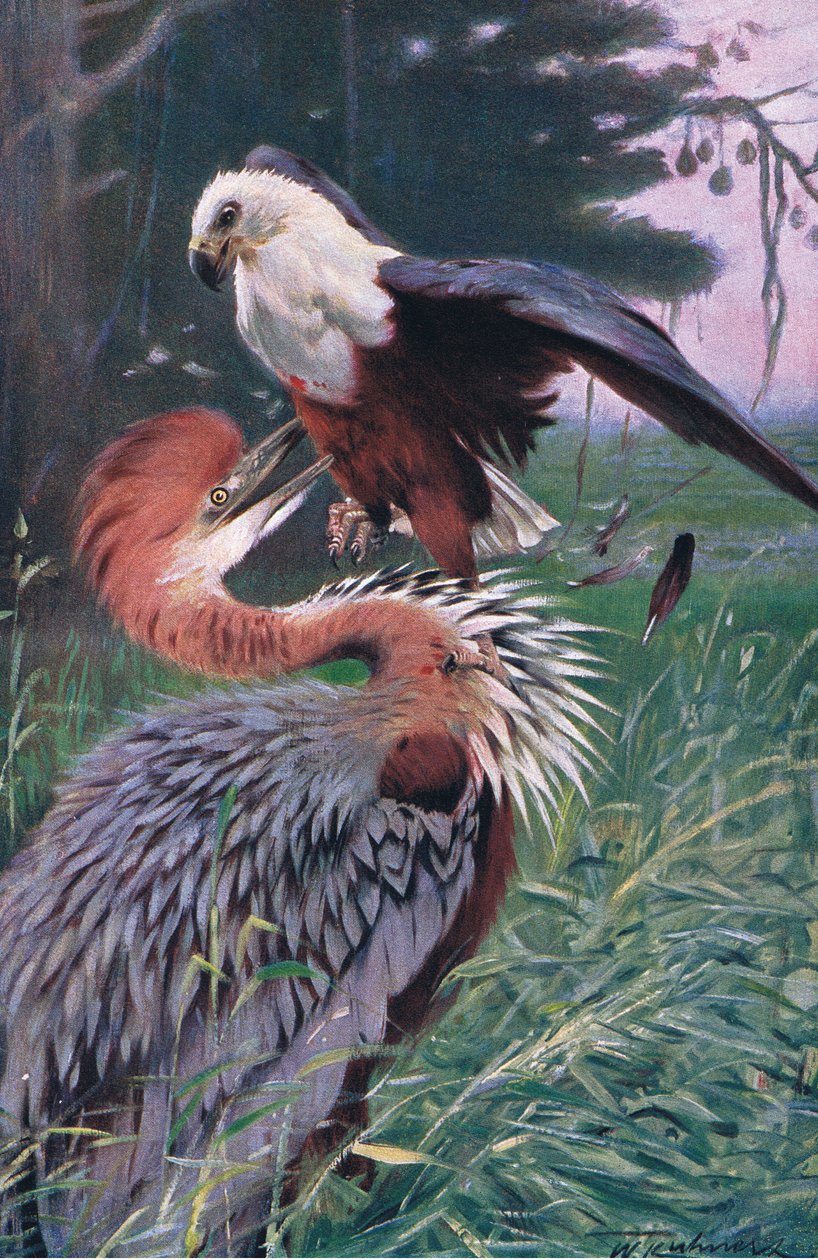 Giant Heron and Sea Eagle, illustration from Wildlife of the World, c.1910 by Wilhelm Kuhnert