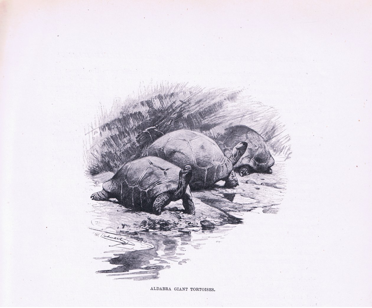 Giant Tortoises, illustration from Wildlife of the World, c.1910 by Wilhelm Kuhnert