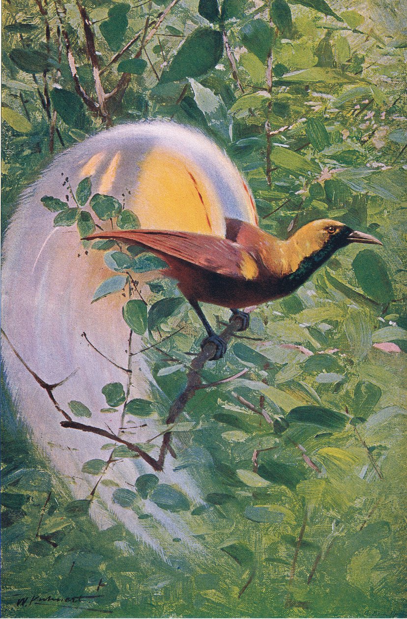 Great Bird of Paradise, illustration from Wildlife of the World, c.1910 by Wilhelm Kuhnert