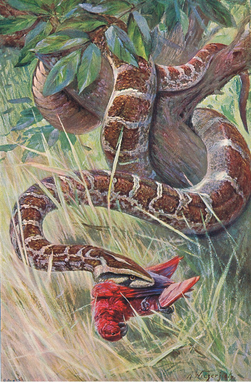 Indian Python by Wilhelm Kuhnert