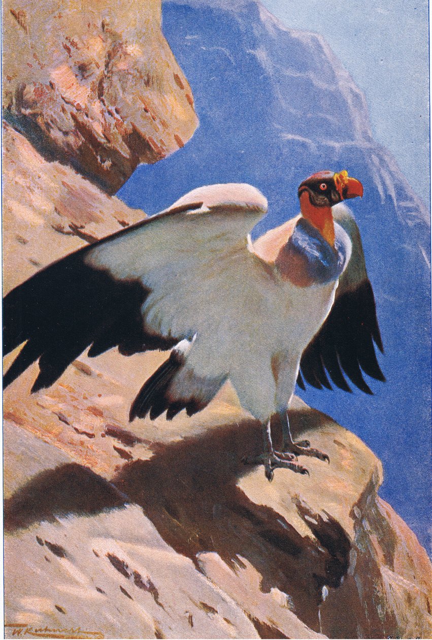 King Vulture by Wilhelm Kuhnert