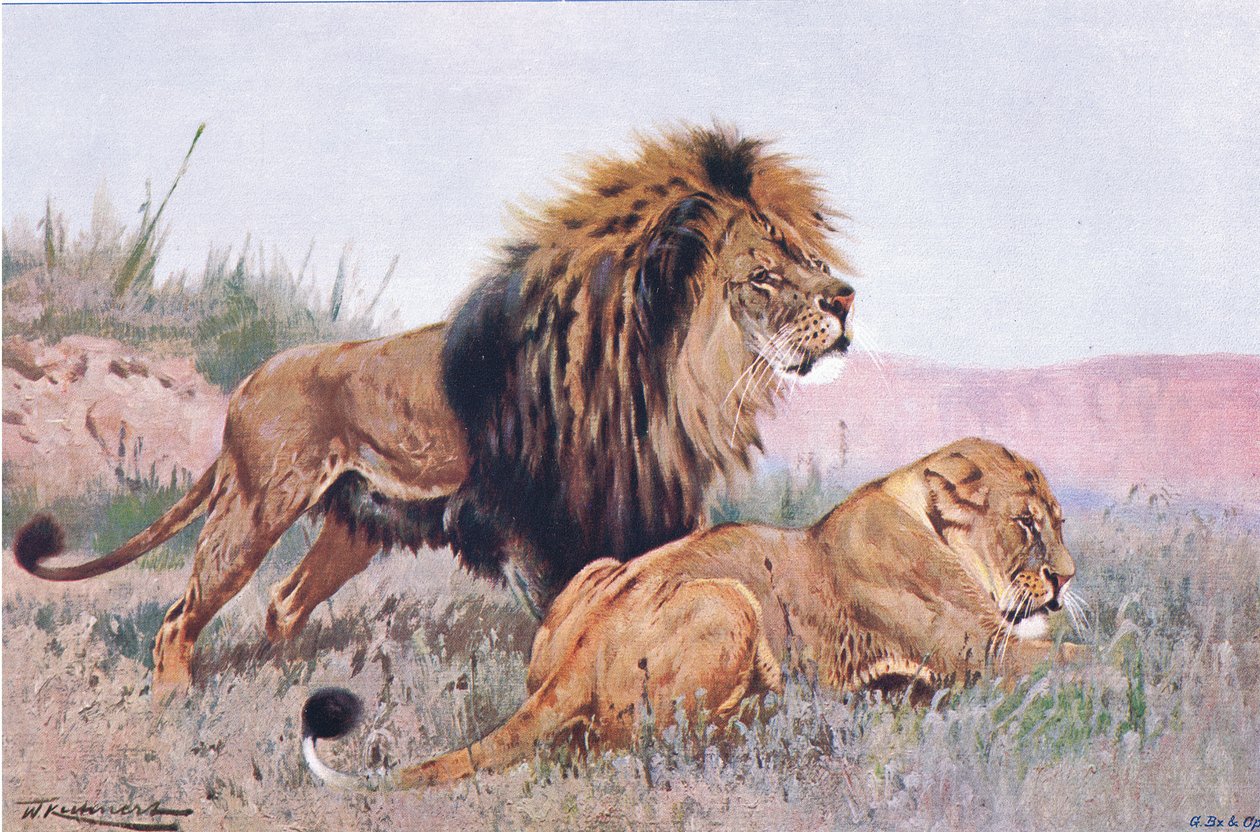 Lion and Lioness, illustration from Wildlife of the World by Wilhelm Kuhnert