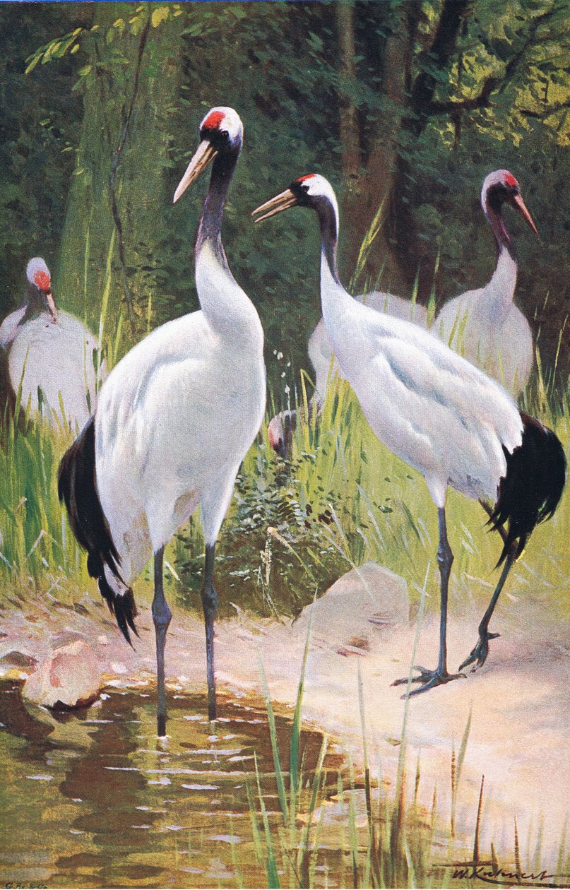 Manchurian Crane by Wilhelm Kuhnert