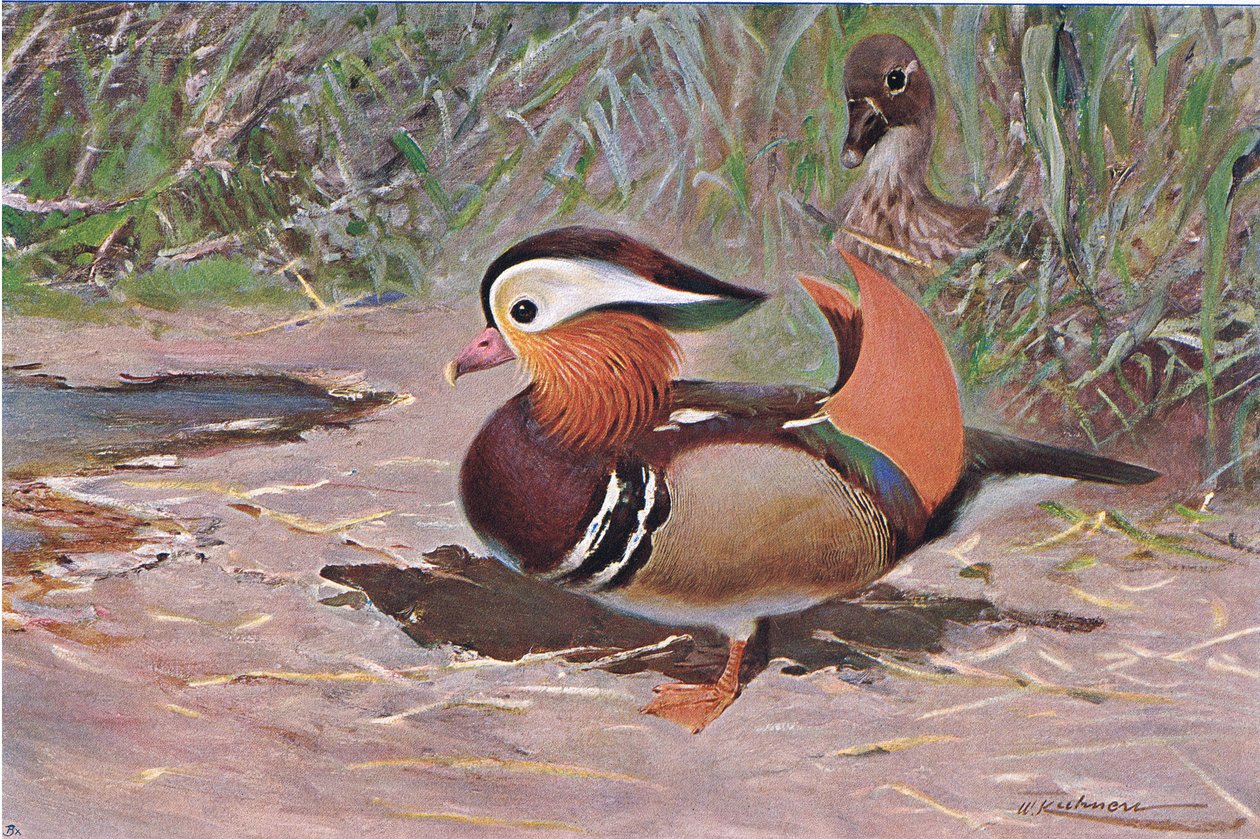Mandarin Duck by Wilhelm Kuhnert