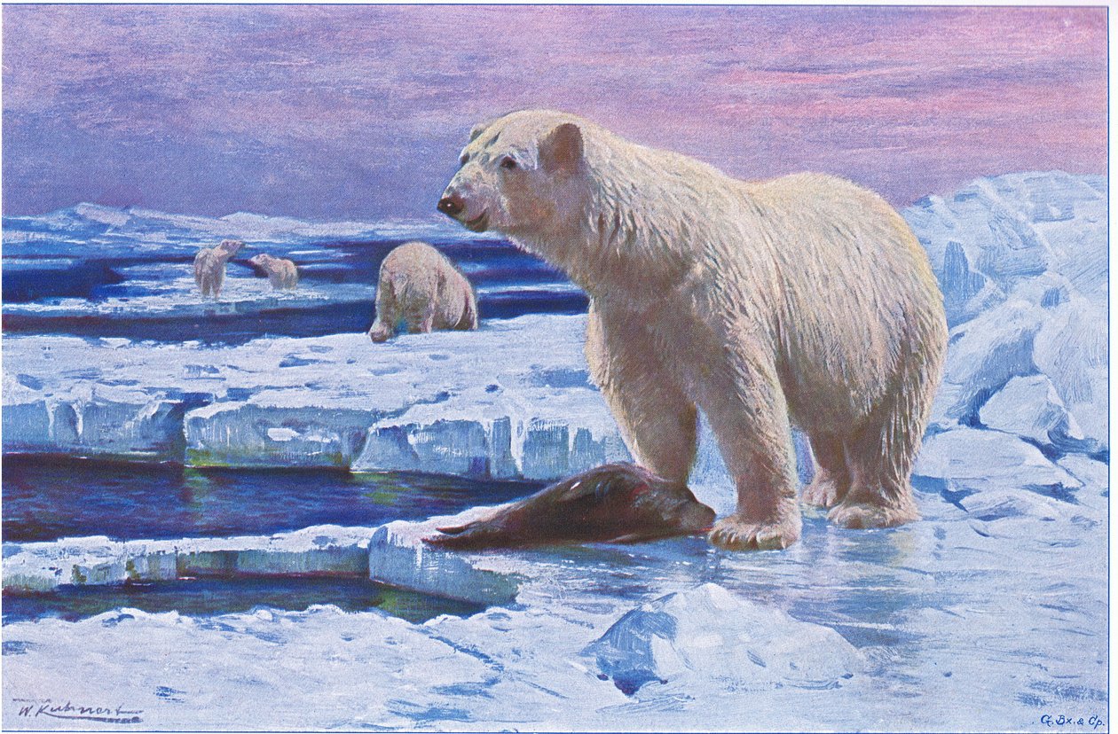 Polar Bear by Wilhelm Kuhnert