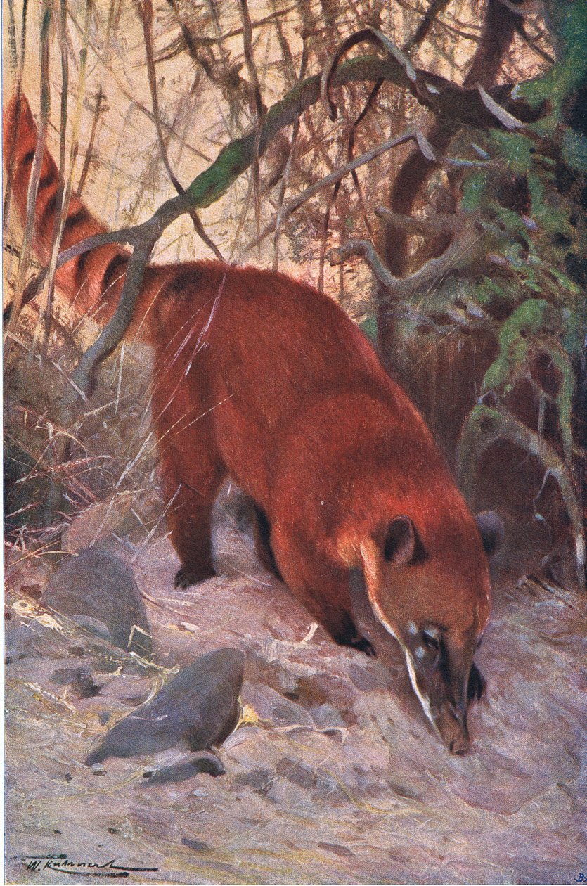 Red Coati by Wilhelm Kuhnert