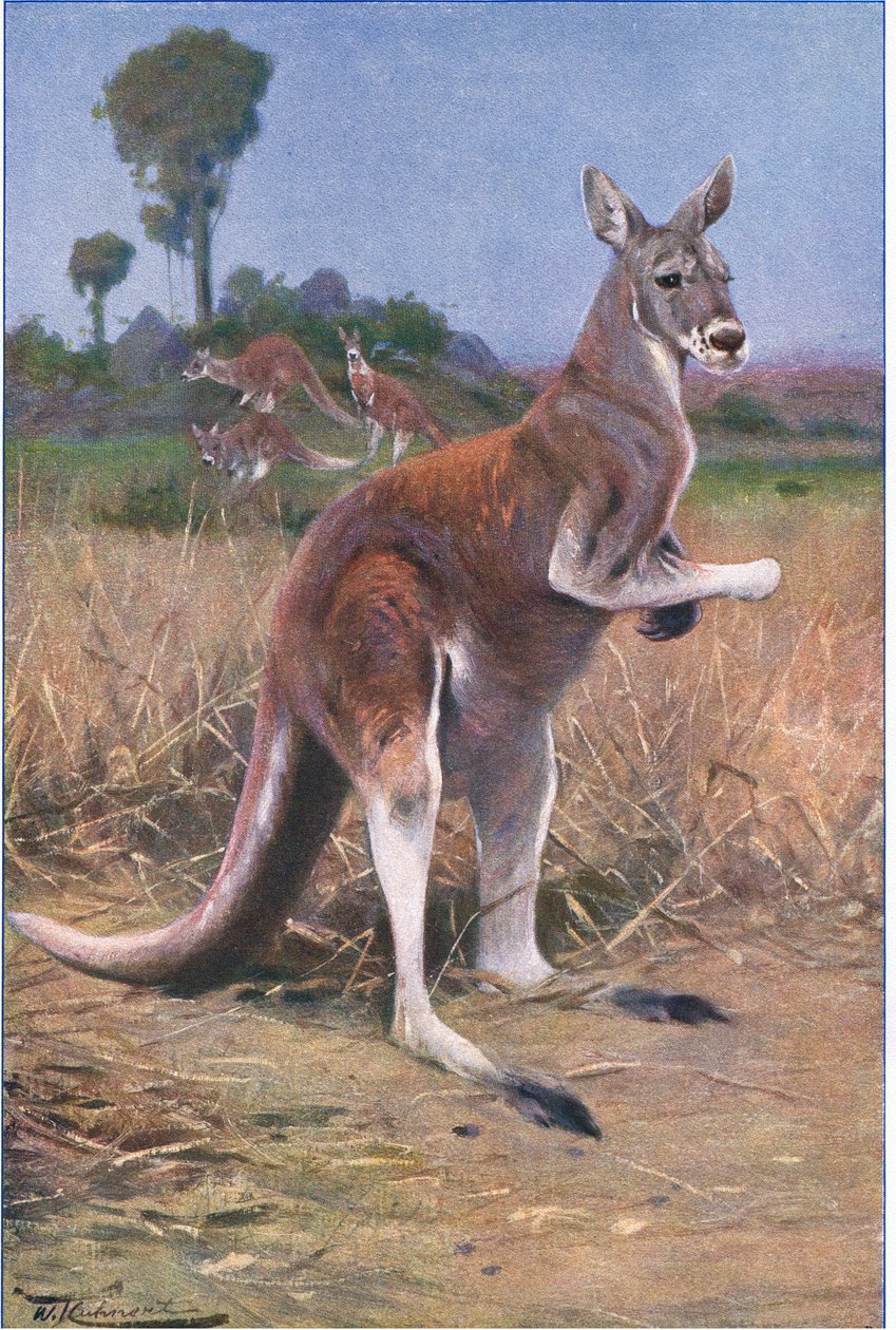 Red Kangaroo, illustration from Wildlife of the World, c.1910 by Wilhelm Kuhnert